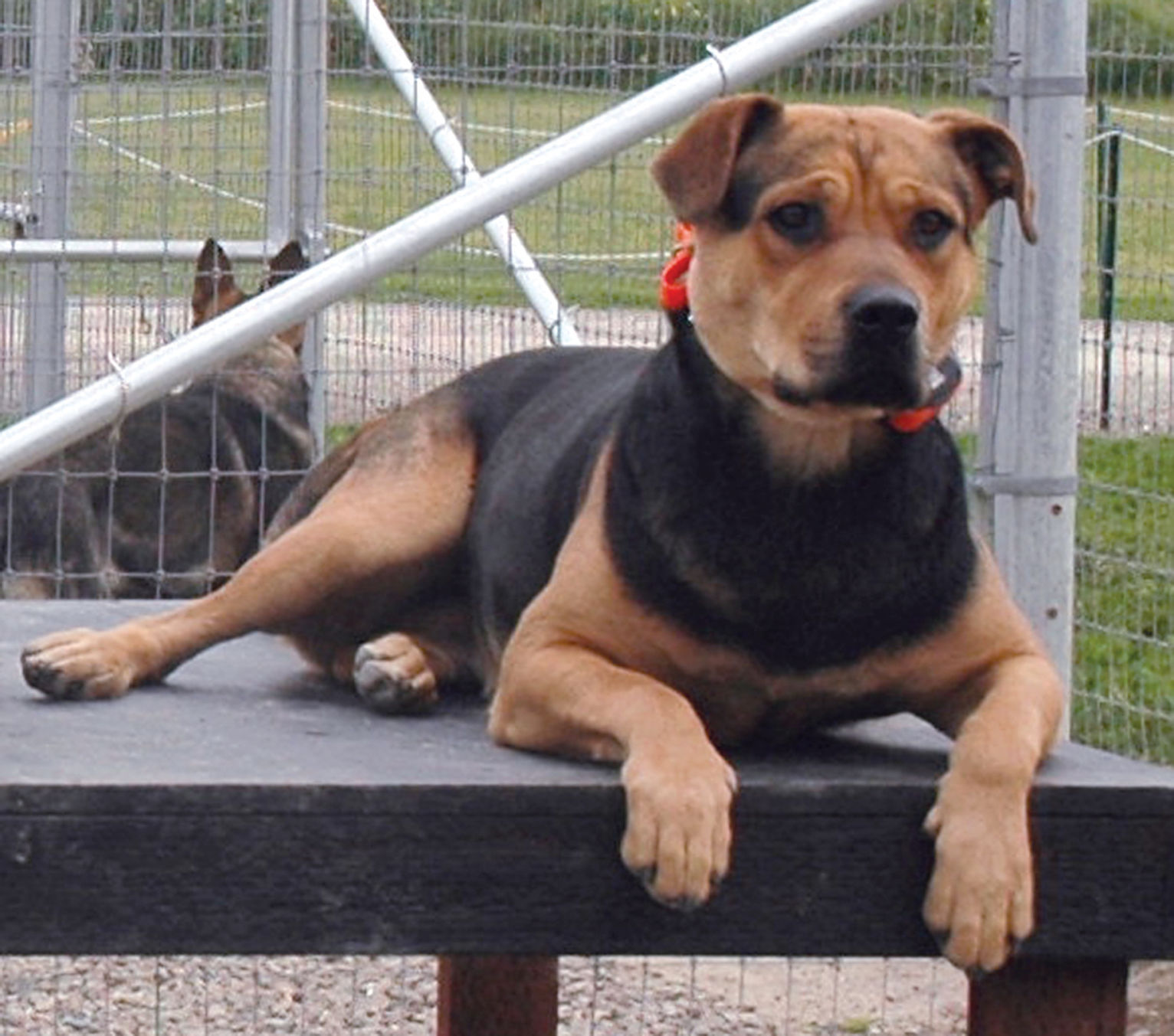 Nala at Animal Rescue of Tracy